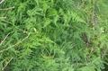 مارچوبه نرمه / گل گردی بالارونده